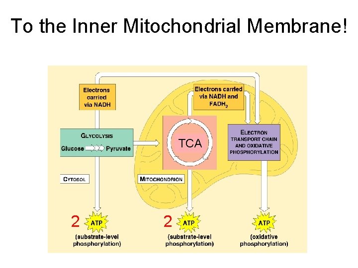 To the Inner Mitochondrial Membrane! TCA 2 2 
