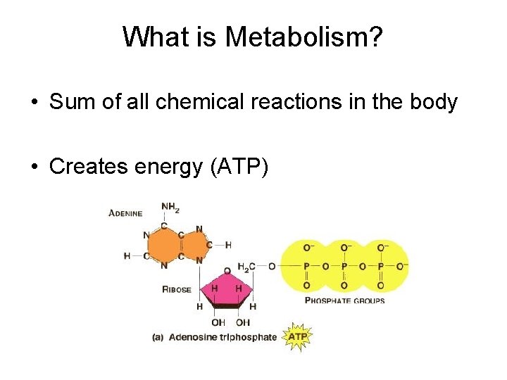 What is Metabolism? • Sum of all chemical reactions in the body • Creates