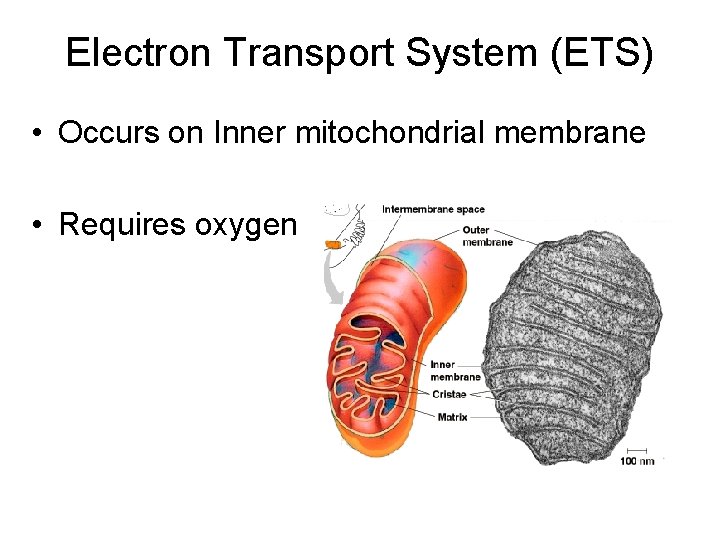 Electron Transport System (ETS) • Occurs on Inner mitochondrial membrane • Requires oxygen 