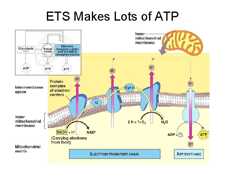 ETS Makes Lots of ATP 