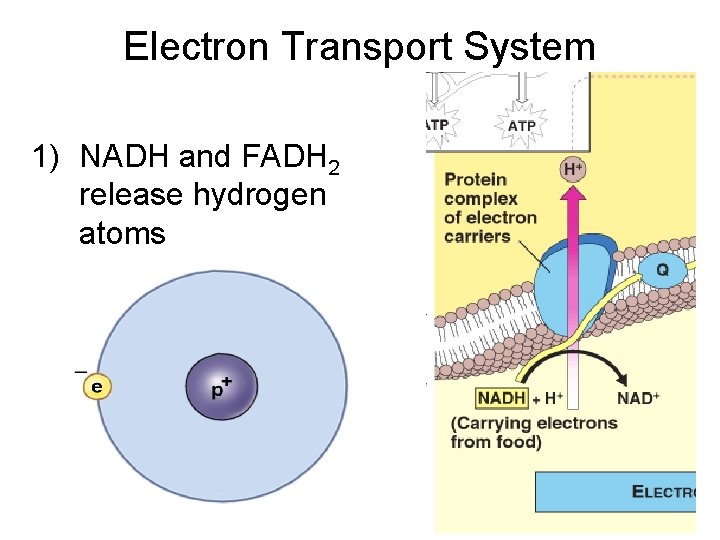 Electron Transport System 1) NADH and FADH 2 release hydrogen atoms 