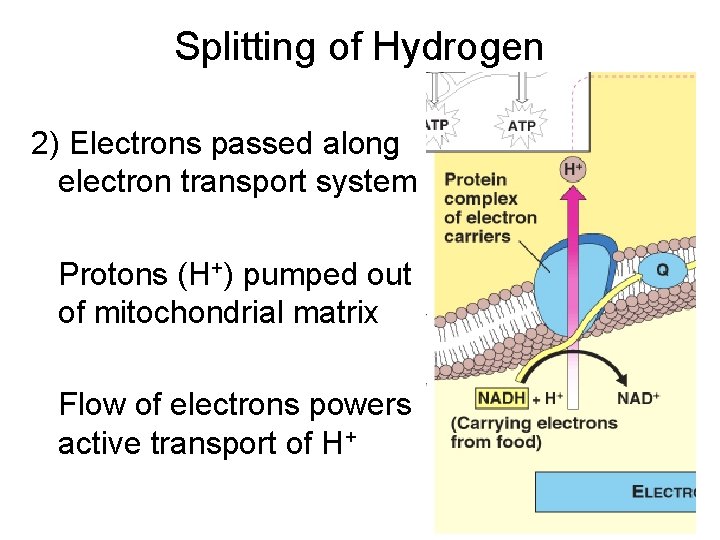 Splitting of Hydrogen 2) Electrons passed along electron transport system Protons (H+) pumped out