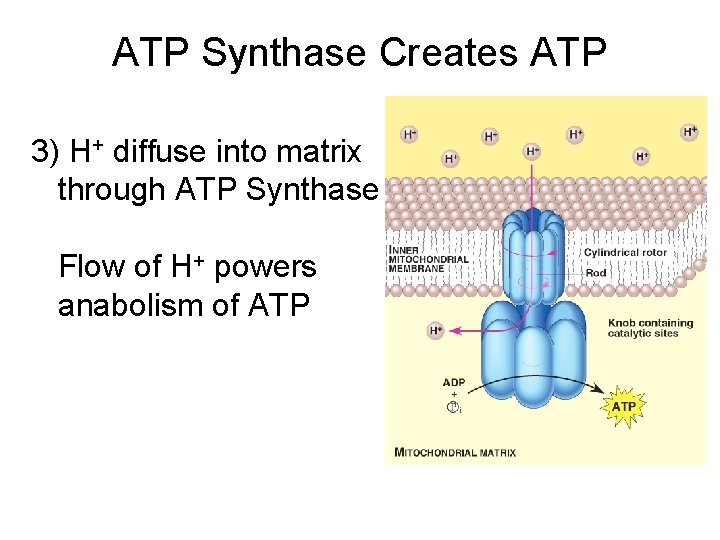 ATP Synthase Creates ATP 3) H+ diffuse into matrix through ATP Synthase Flow of