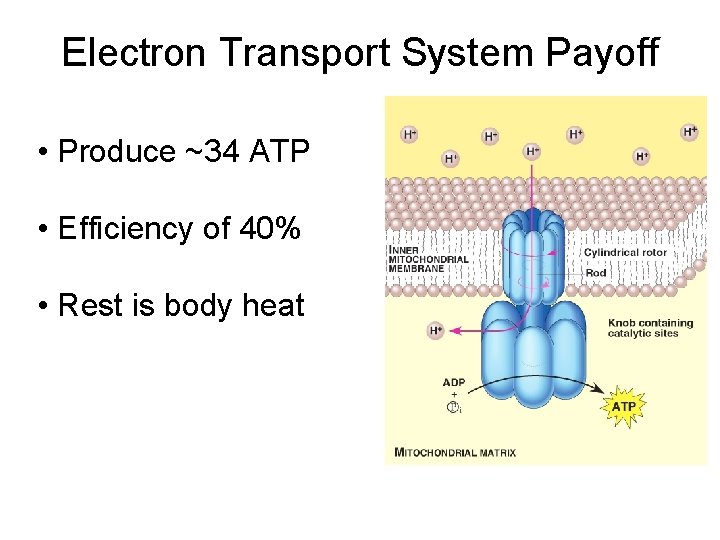 Electron Transport System Payoff • Produce ~34 ATP • Efficiency of 40% • Rest