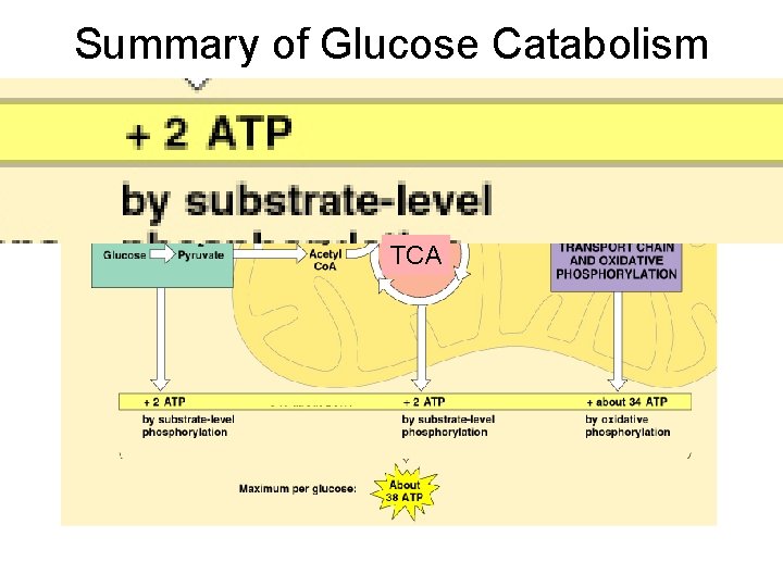 Summary of Glucose Catabolism TCA 