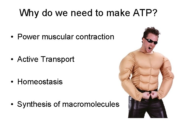 Why do we need to make ATP? • Power muscular contraction • Active Transport