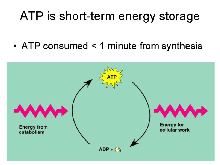 ATP is short-term energy storage • ATP consumed < 1 minute from synthesis 