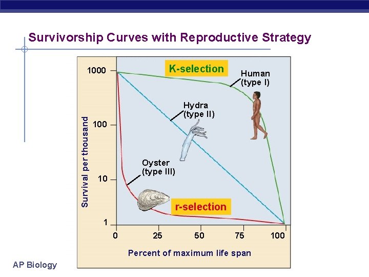Survivorship Curves with Reproductive Strategy K-selection Survival per thousand 1000 Human (type I) Hydra