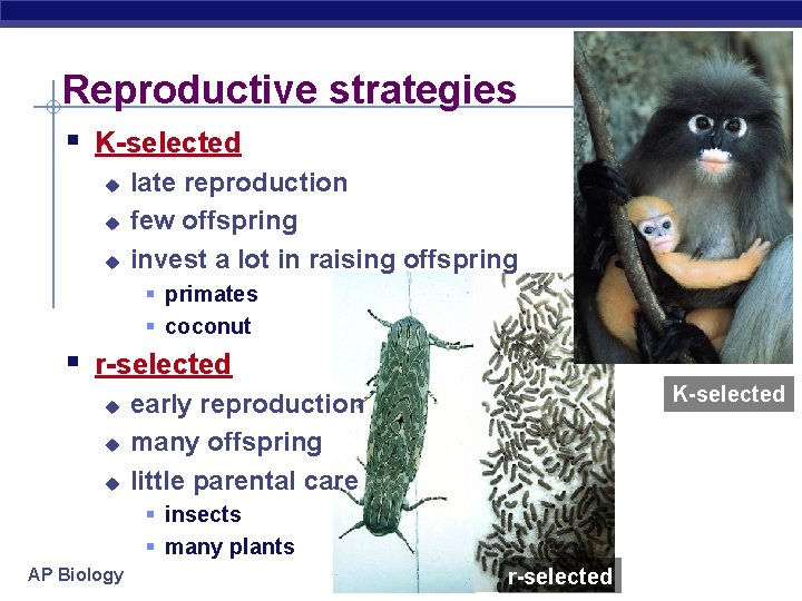Reproductive strategies § K-selected u u u late reproduction few offspring invest a lot
