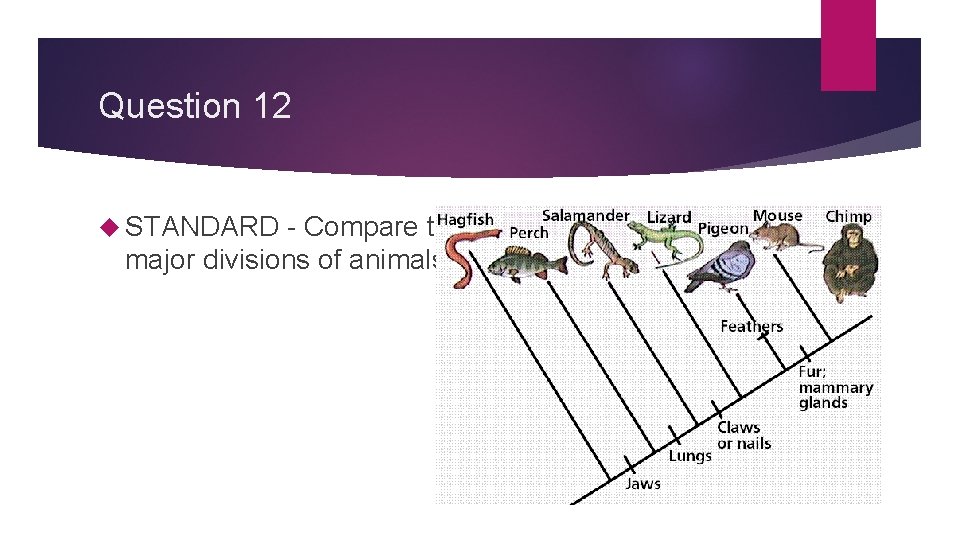 Question 12 STANDARD - Compare the major divisions of animals 
