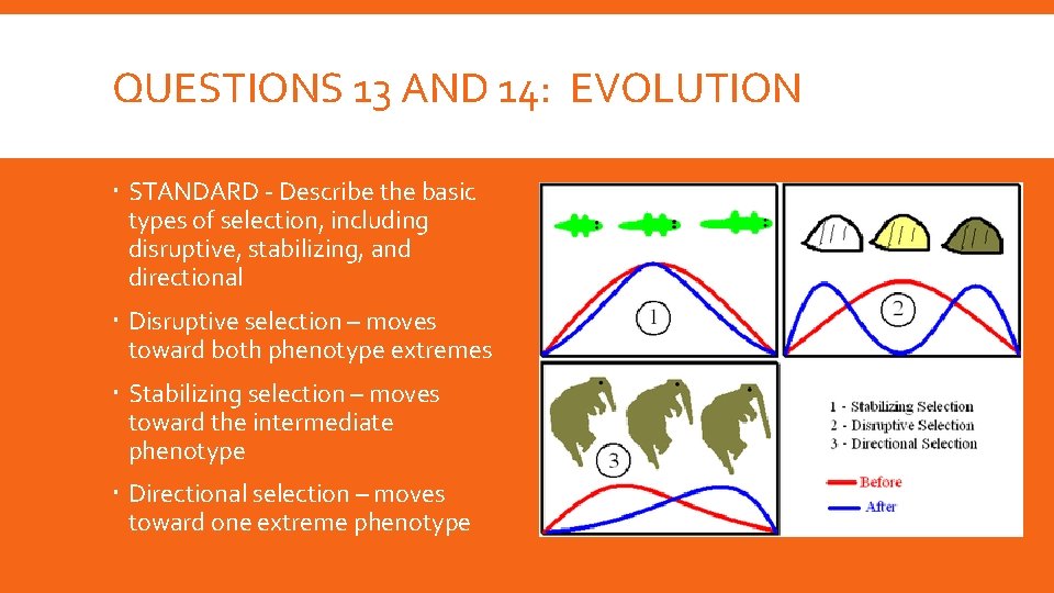 QUESTIONS 13 AND 14: EVOLUTION STANDARD - Describe the basic types of selection, including