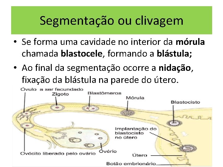 Segmentação ou clivagem • Se forma uma cavidade no interior da mórula chamada blastocele,