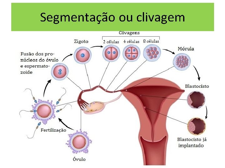 Segmentação ou clivagem 