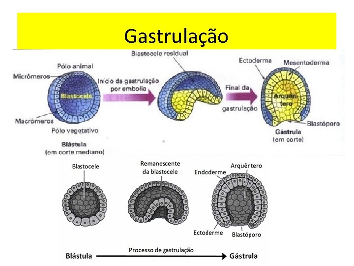 Gastrulação 