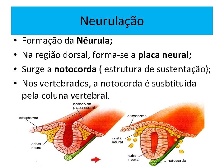 Neurulação • • Formação da Nêurula; Na região dorsal, forma-se a placa neural; Surge