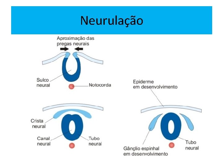 Neurulação 