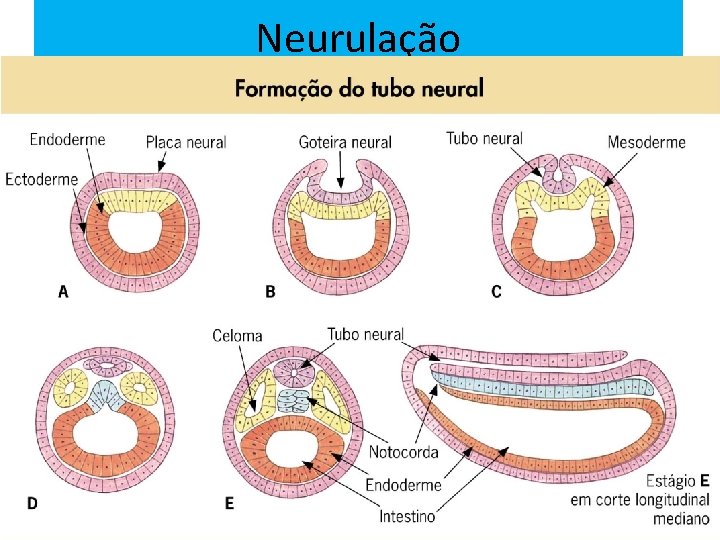 Neurulação 