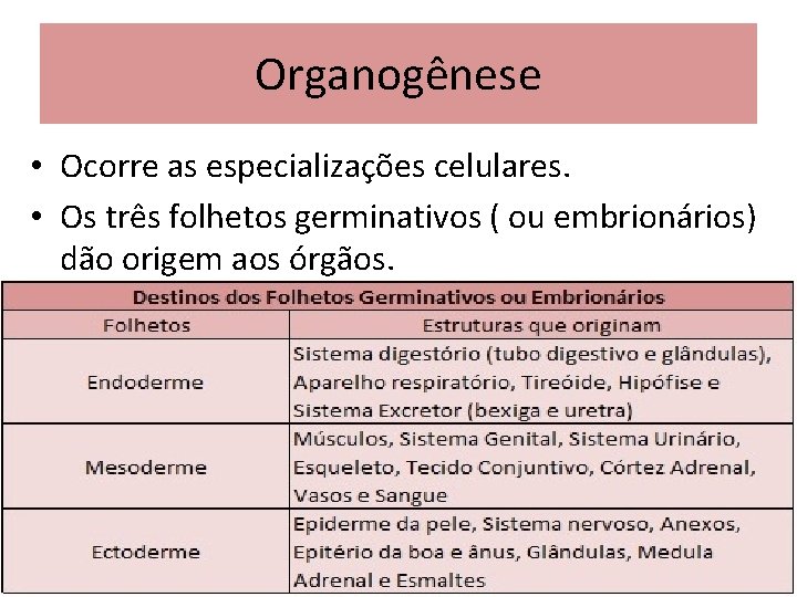 Organogênese • Ocorre as especializações celulares. • Os três folhetos germinativos ( ou embrionários)