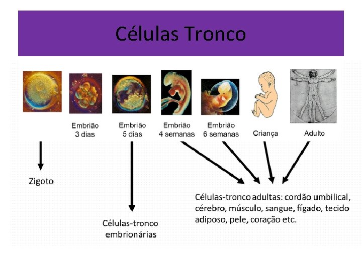 Células Tronco 