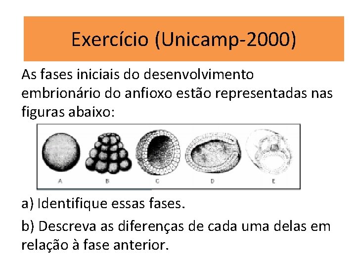 Exercício (Unicamp-2000) As fases iniciais do desenvolvimento embrionário do anfioxo estão representadas nas figuras