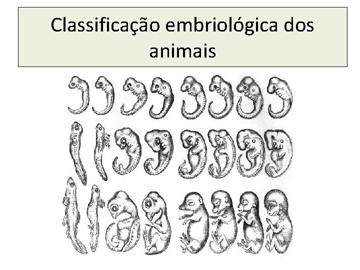 Classificação embriológica dos animais 