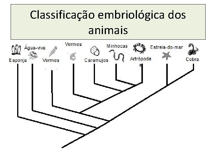 Classificação embriológica dos animais 