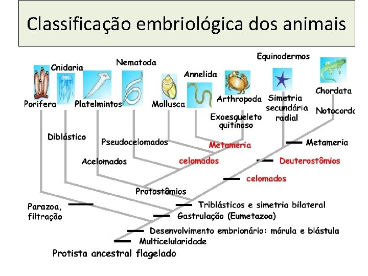 Classificação embriológica dos animais 