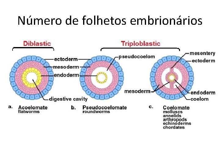 Número de folhetos embrionários 