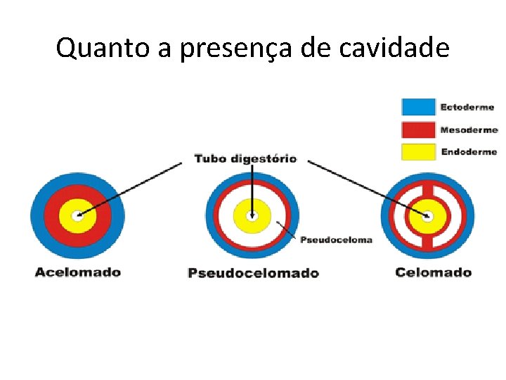 Quanto a presença de cavidade 