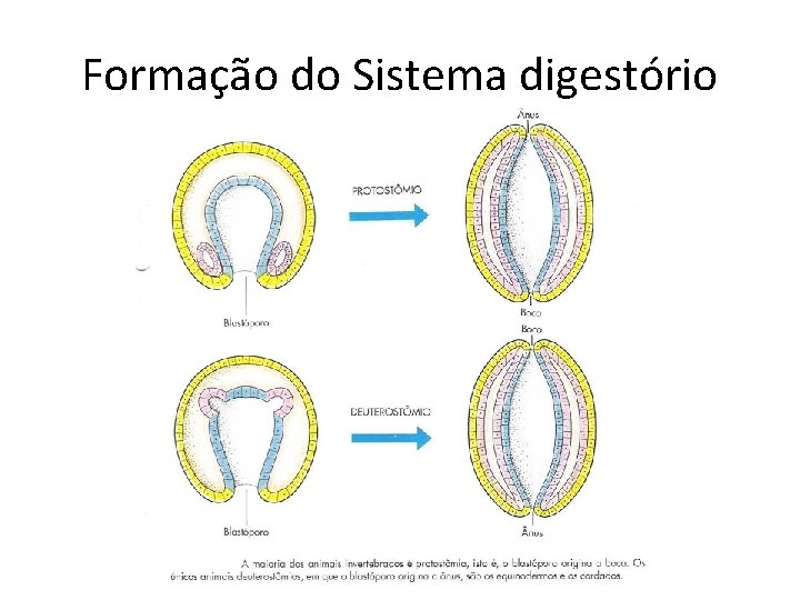 Formação do Sistema digestório 