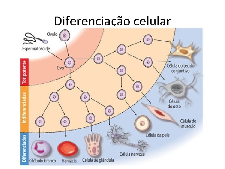 Diferenciação celular 