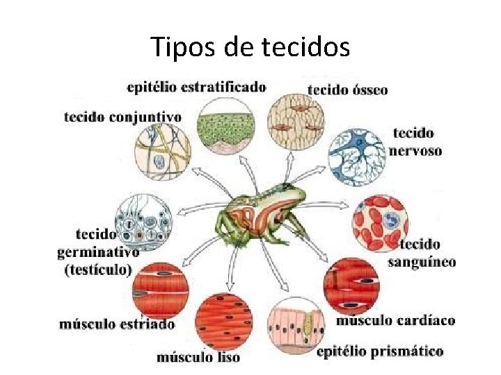 Tipos de tecidos 