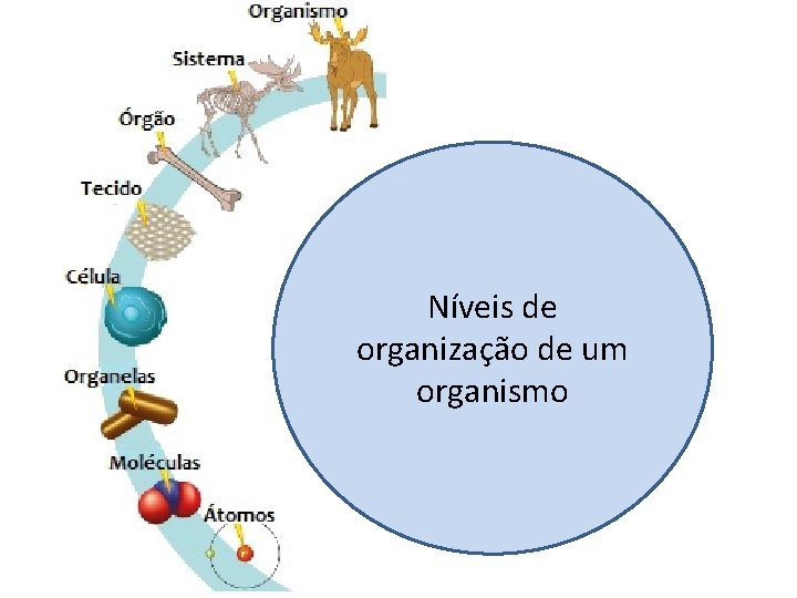 Níveis de organização de um organismo 