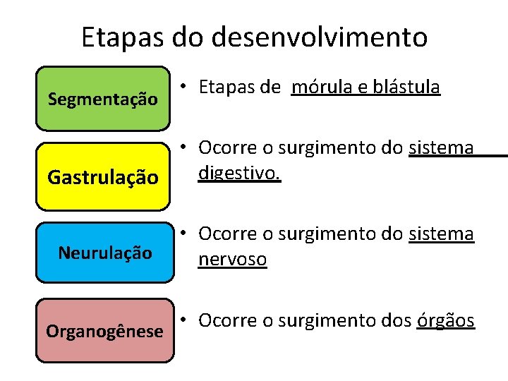 Etapas do desenvolvimento Segmentação • Etapas de mórula e blástula • Ocorre o surgimento