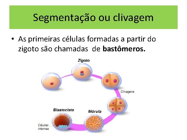 Segmentação ou clivagem • As primeiras células formadas a partir do zigoto são chamadas