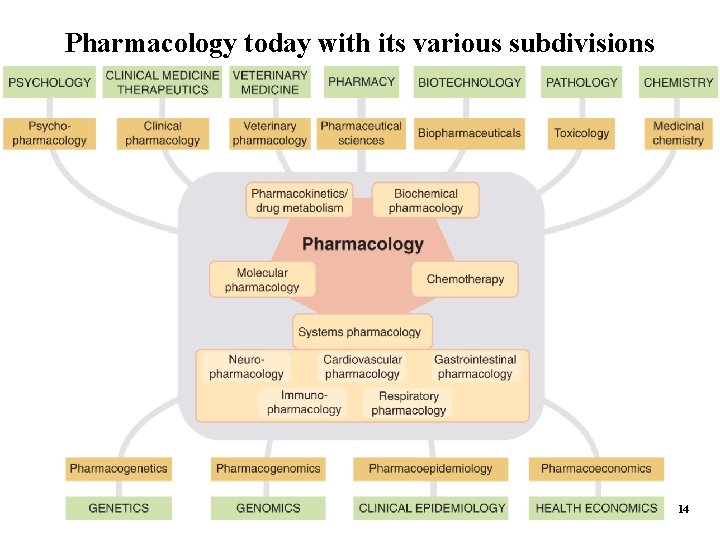 Pharmacology today with its various subdivisions 14 