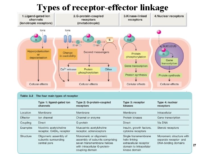 Types of receptor-effector linkage 17 
