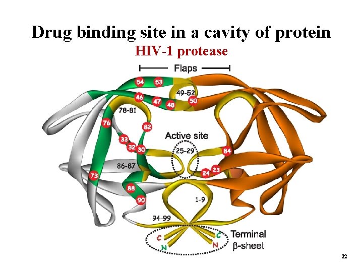Drug binding site in a cavity of protein HIV-1 protease 22 