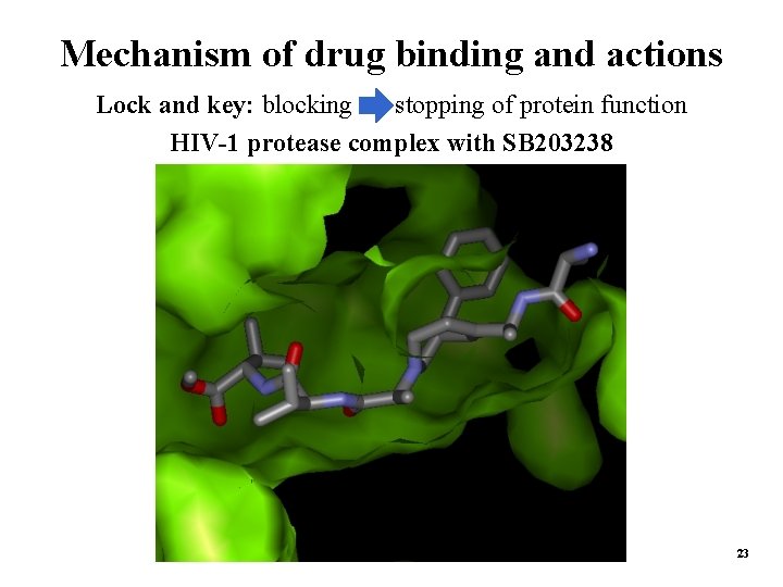 Mechanism of drug binding and actions Lock and key: blocking => stopping of protein