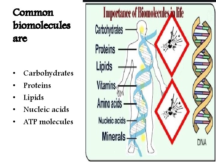 Common biomolecules are • • • Carbohydrates Proteins Lipids Nucleic acids ATP molecules 