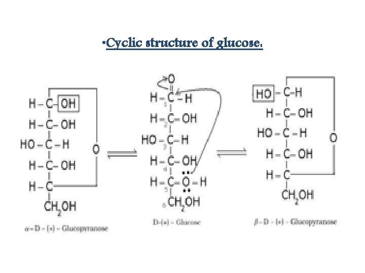  • Cyclic structure of glucose: 