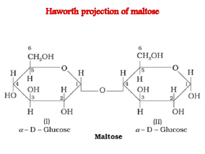 Haworth projection of maltose 