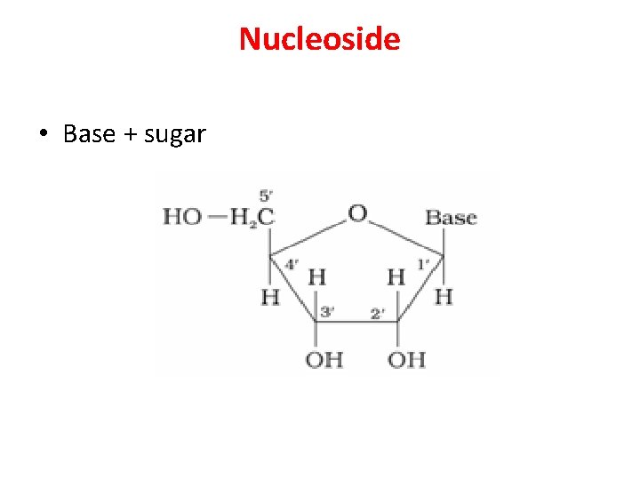 Nucleoside • Base + sugar 