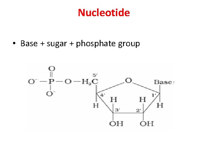 Nucleotide • Base + sugar + phosphate group 