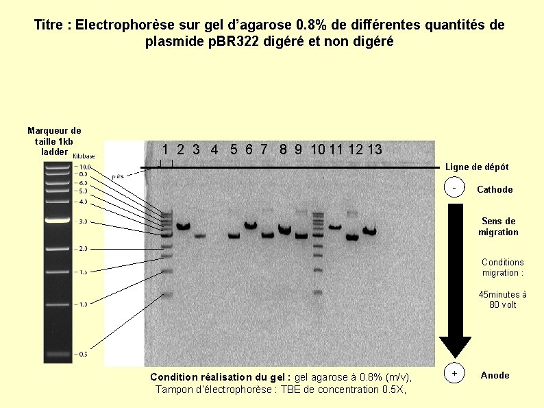 Titre : Electrophorèse sur gel d’agarose 0. 8% de différentes quantités de plasmide p.