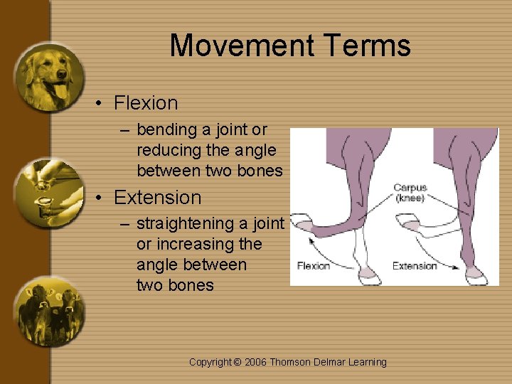 Movement Terms • Flexion – bending a joint or reducing the angle between two