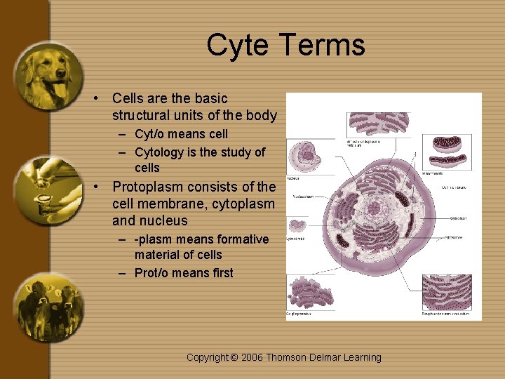 Cyte Terms • Cells are the basic structural units of the body – Cyt/o