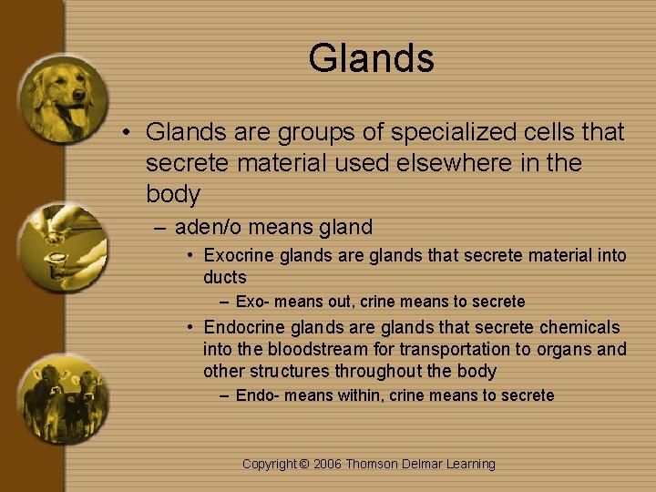 Glands • Glands are groups of specialized cells that secrete material used elsewhere in