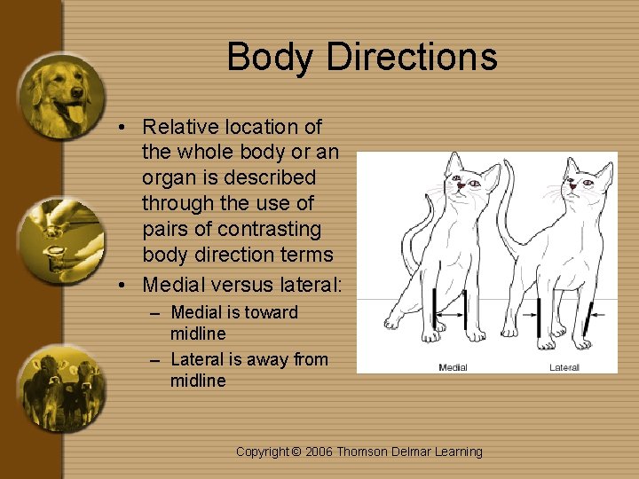 Body Directions • Relative location of the whole body or an organ is described