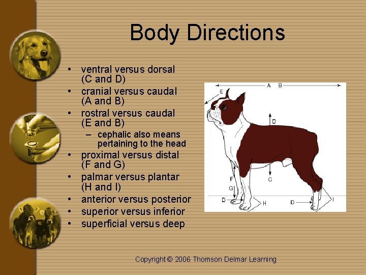 Body Directions • ventral versus dorsal (C and D) • cranial versus caudal (A